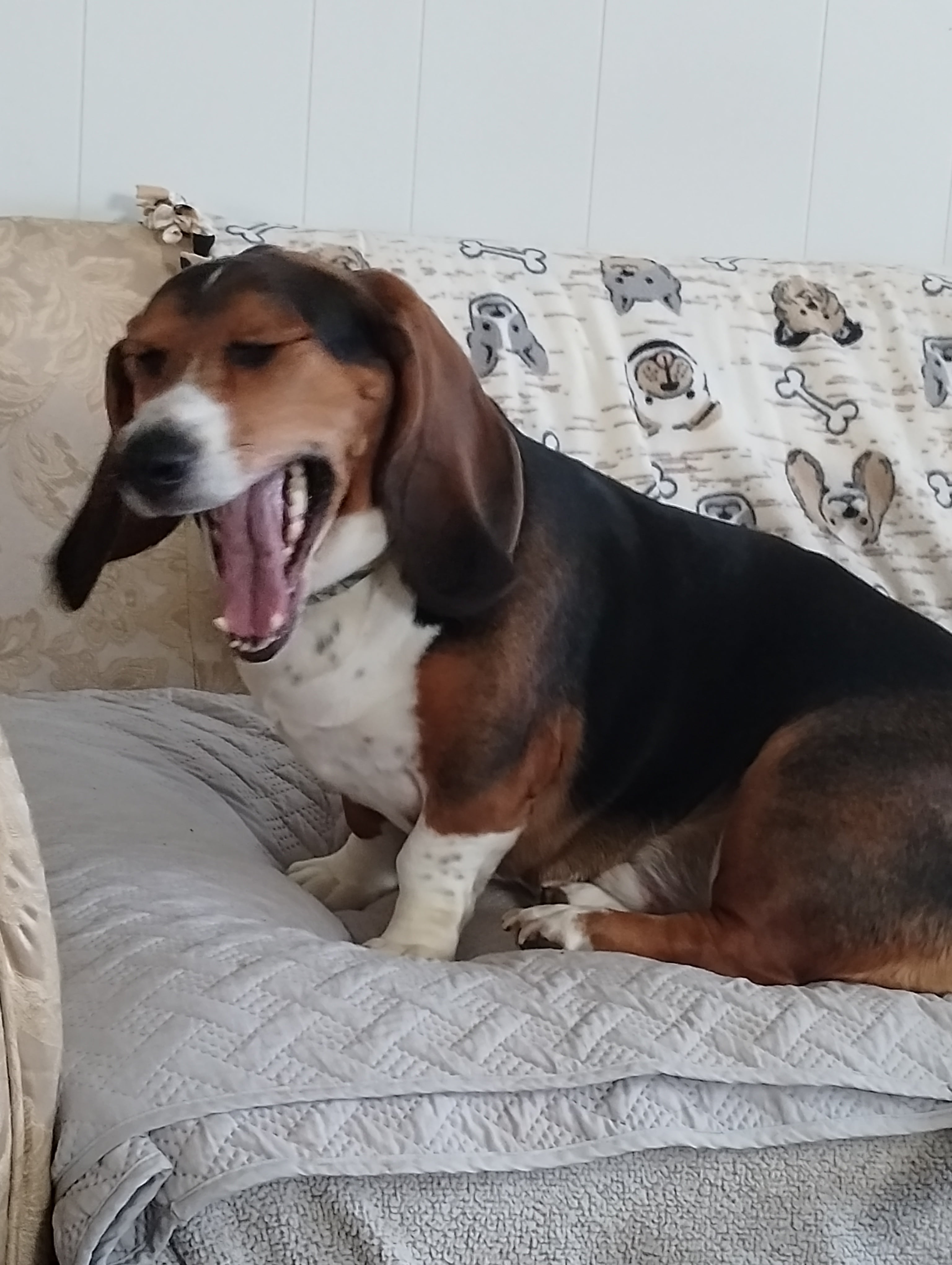 Rachel C's Curators Corner